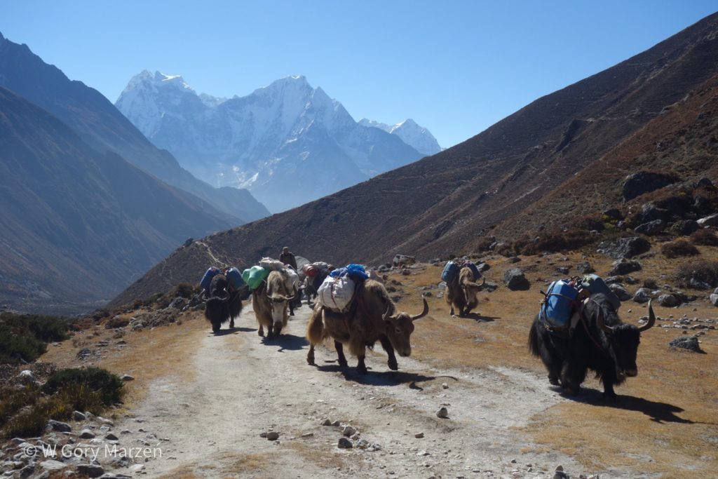 Yaki in the Himalayas